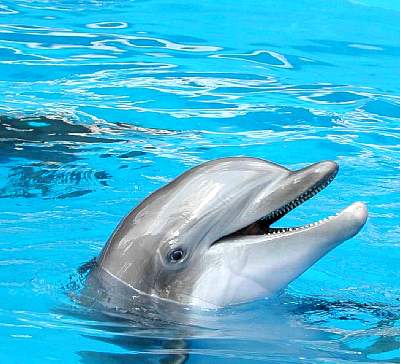 disney_2000_132_Disney2000 Sea World 30 May405.JPG